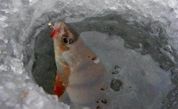 Чемпионат Орловской области по ловле на мормышку со льда