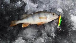 Чемпионат г. Брянска по ловле рыбы со льда
