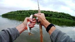 Чемпионат Брянска по ловле спиннингом с берега